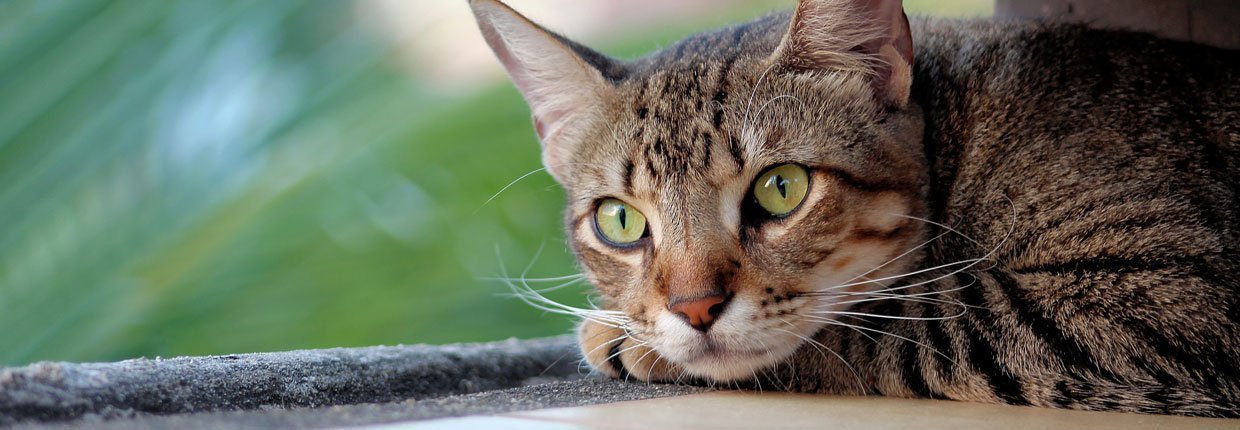 Katzenschnupfen Harmlos Oder Gefährlich Bei Josera