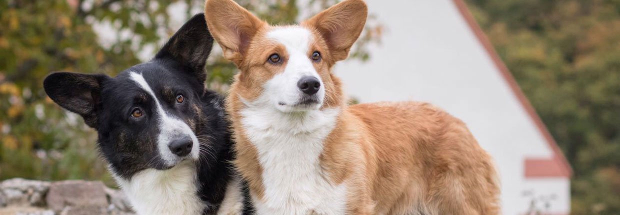 Welche Pflege benötigt mein Hund?