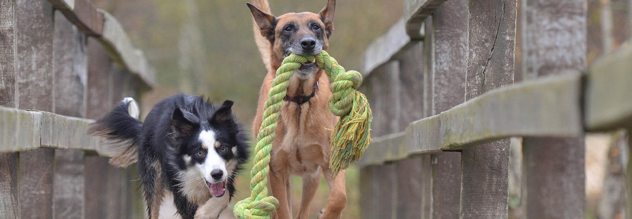 Hundespielzeug selber machen: 5 einfache Bastelanleitungen