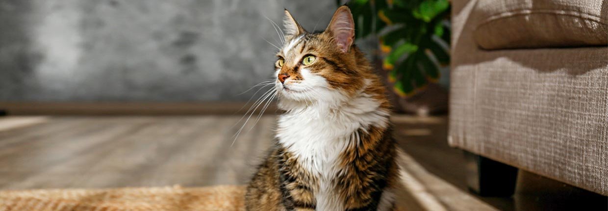 Fellwechsel bei Katzen: Alles, was Du wissen musst