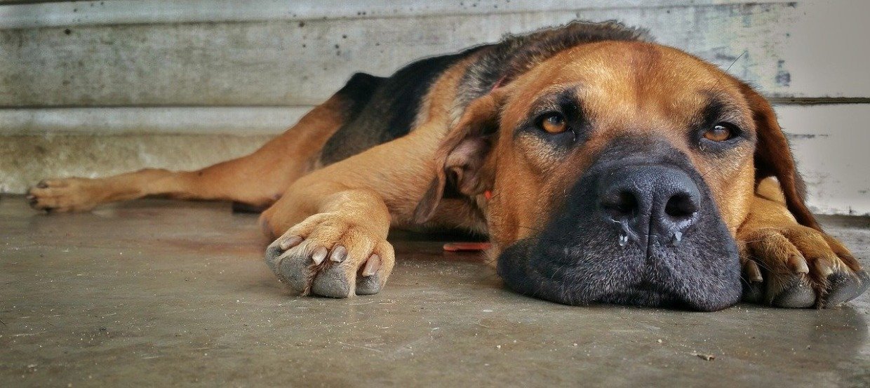 Fieber Beim Hund Temperatur Richtig Messen Und Wirksam Senken