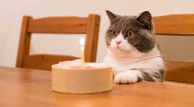 Katzengeburtstag mit Schnurrgarantie