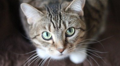 Katzenfutter ohne Getreide – nur ein Trend oder wichtig für die Gesundheit?