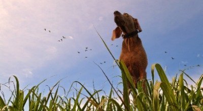 Giardien beim Hund – was solltest Du jetzt wissen und tun?