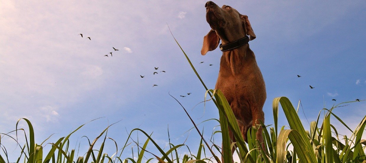 Giardien beim Hund – was solltest Du jetzt wissen und tun?