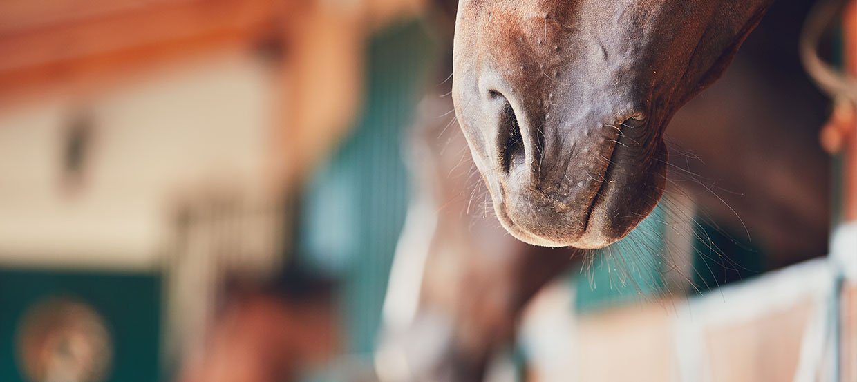 Angst vor Ansteckung: Equines Herpesvirus beim Pferd