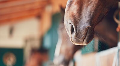 Angst vor Ansteckung: Equines Herpesvirus beim Pferd