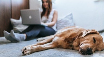 Homeoffice mit Hund - so klappt es mit dem Bürohund