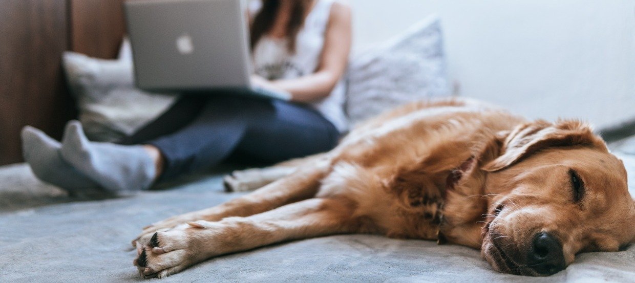 Homeoffice mit Hund - so klappt es mit dem Bürohund