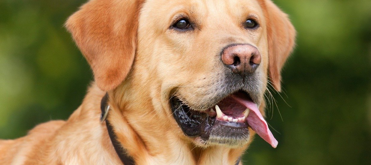 Homöopathie bei Hunden – Alles rund um das Naturheilverfahren