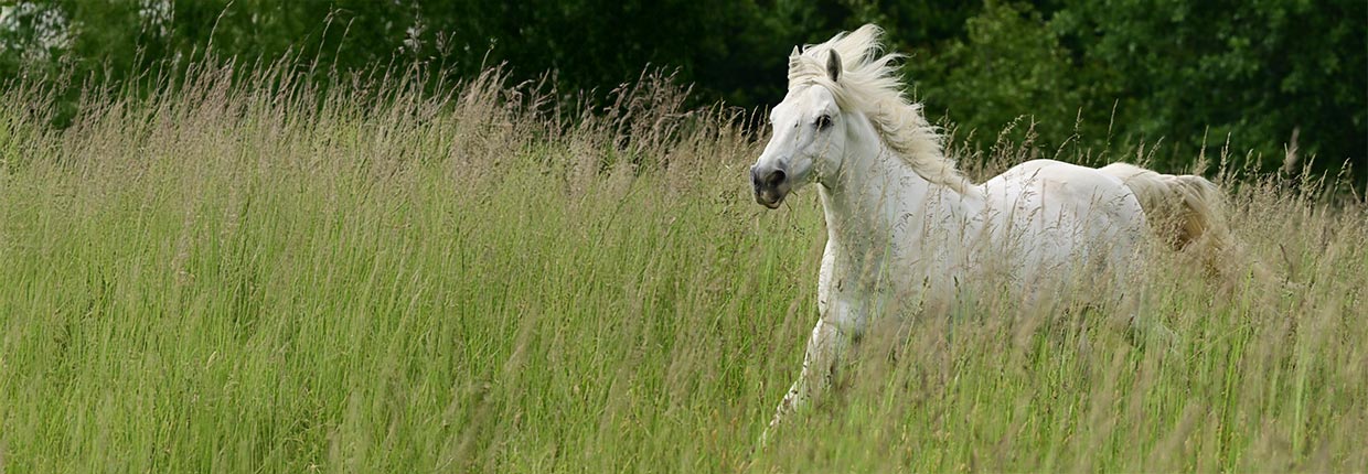 Welches Pferdemüsli ist das beste für mein Pferd?