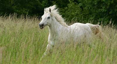 Welches Pferdemüsli ist das beste für mein Pferd?