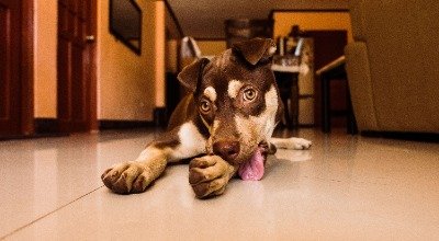 Hot Spot beim Hund: Die besten Tipps, um entzündliche Wunden zu behandeln