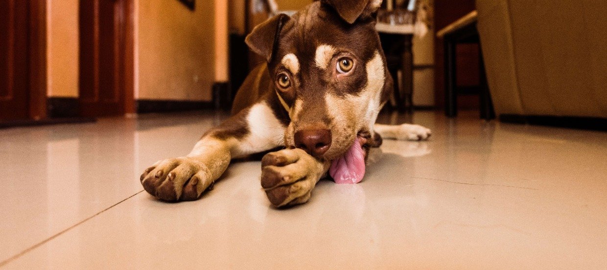 Hot Spot beim Hund: Die besten Tipps, um entzündliche Wunden zu behandeln