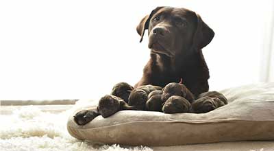 Hündin nach der Geburt: Infos und Tipps