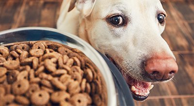 Trockenfutter ohne Getreide - Warum getreidefreies Hundefutter füttern?