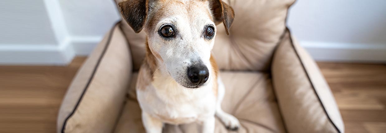 Wie alt werden Hunde? Sechs Faktoren, die die Lebenserwartung eines Hundes beeinflussen