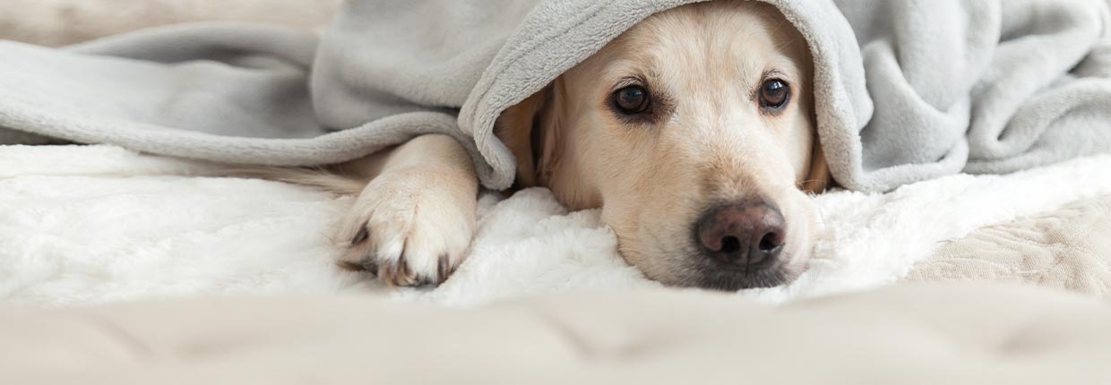 Arthrose beim Hund: Die Gelenkerkrankung richtig erkennen und behandeln