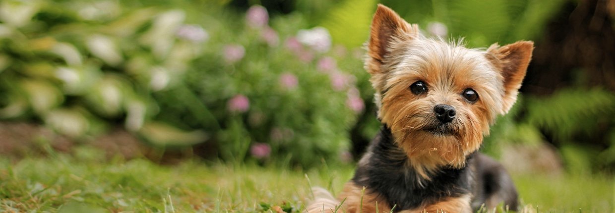 Blähungen beim Hund: Symptome, Ursachen und Behandlungschancen