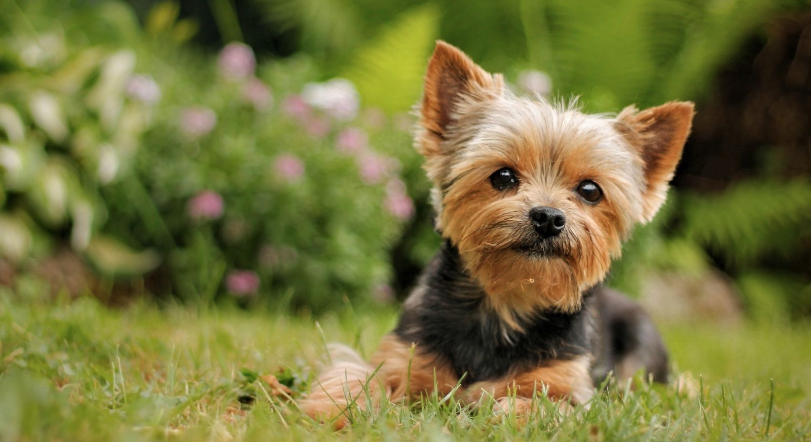 trockenfutter hund lamm Sensitive Lamm