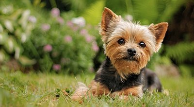 Blähungen beim Hund: Symptome, Ursachen und Behandlungschancen