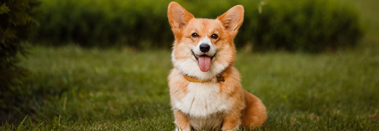 Klein aber Oho: Der mutige Corgi