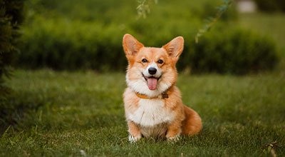 Klein aber Oho: Der mutige Corgi