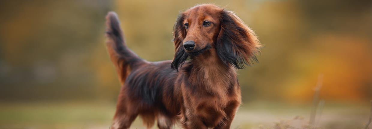 Rasseportrait Dackel: Charakter, Haltung, Erziehung &amp; mehr