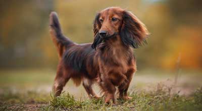 Rasseportrait Dackel: Charakter, Haltung, Erziehung & mehr