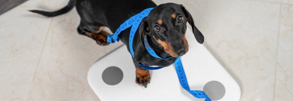 Diabetes beim Hund: Das solltest Du über die Zuckerkrankheit wissen