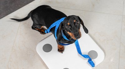 Diabetes beim Hund: Das solltest Du über die Zuckerkrankheit wissen