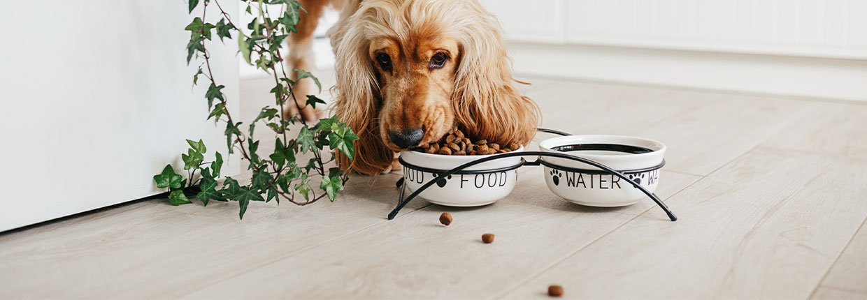 Richtige Hundeernährung - Hunde artgerecht füttern