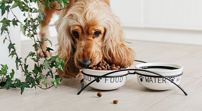 Richtige Hundeernährung - Hunde artgerecht füttern