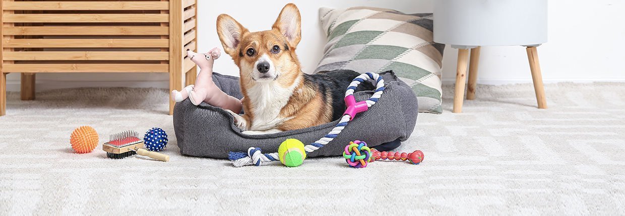 Erstausstattung für Hunde - das brauchst Du, wenn ein Vierbeiner einzieht