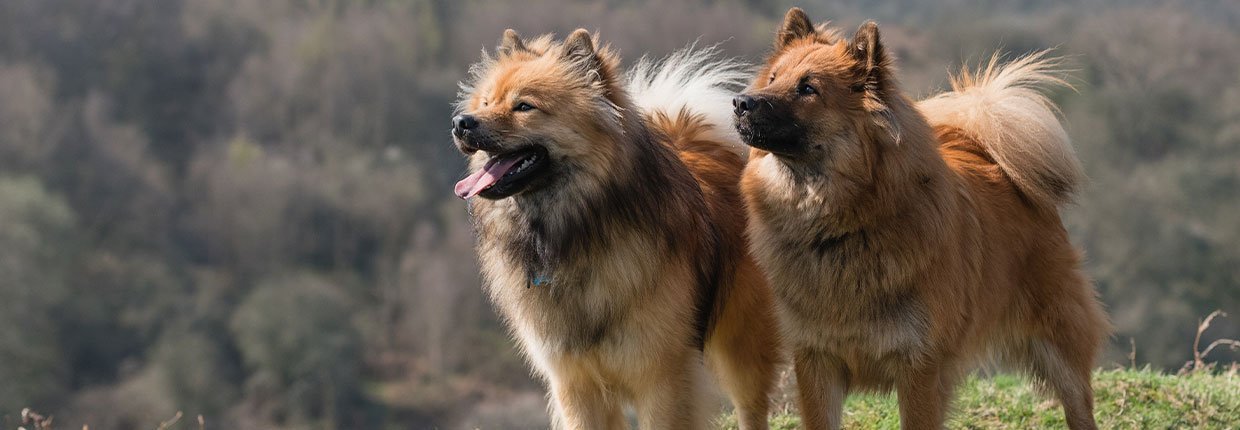 Eurasier: Moderner Familienhund im Urtyp