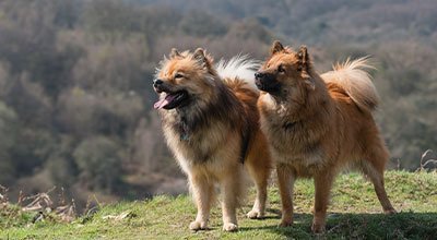 Eurasier: Moderner Familienhund im Urtyp