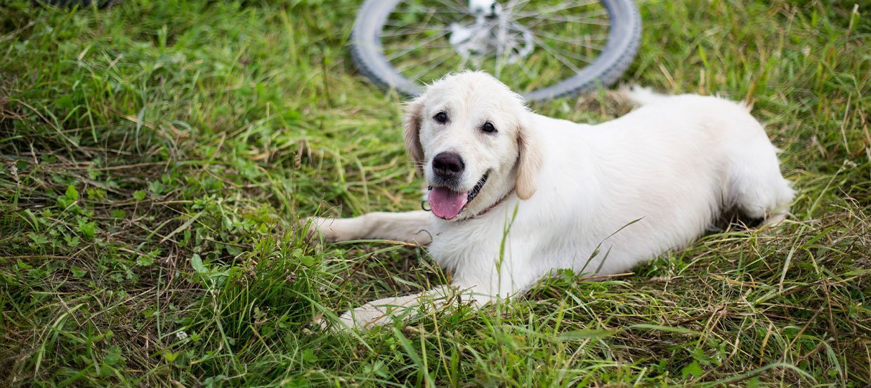 Fahrrad fahren mit Hund will gelernt sein