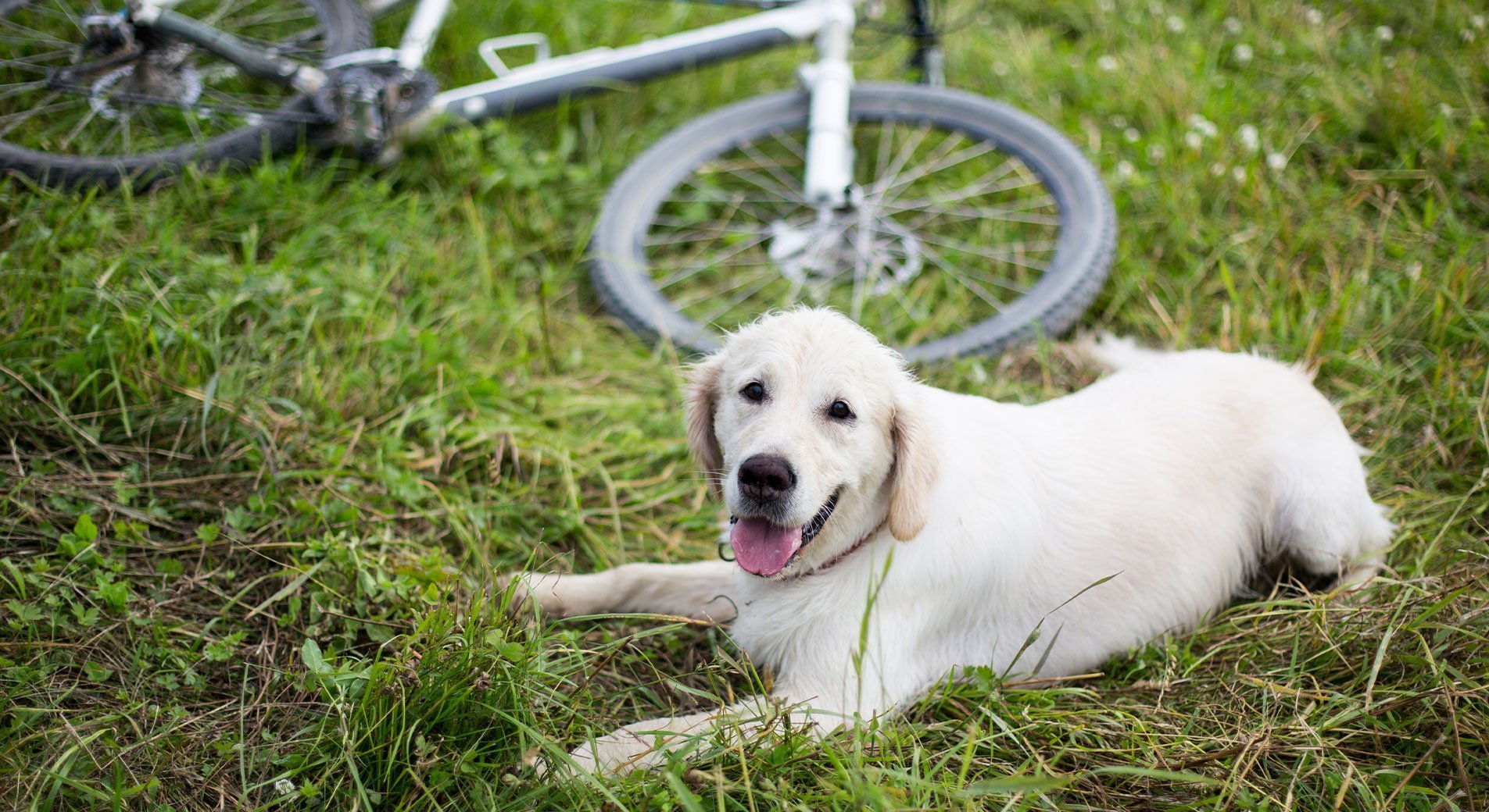 Fahrradfahren mit Hund  Mglichkeiten  Tipps  Gewhnung