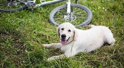 Fahrrad fahren mit Hund will gelernt sein