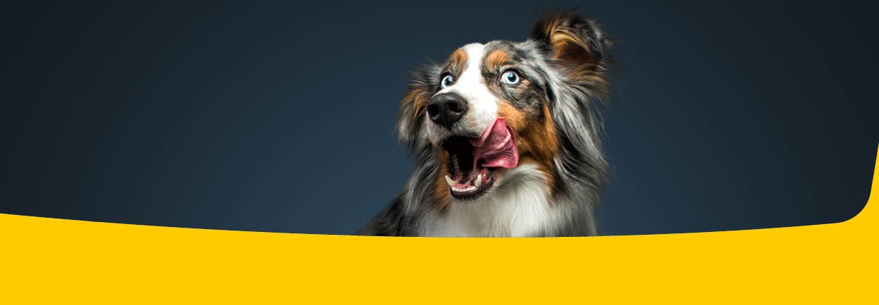 Josera Hundefutter im Test: Was ist das beste Hundefutter?