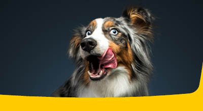 Josera Hundefutter im Test: Was ist das beste Hundefutter?