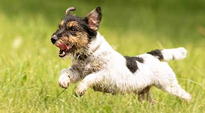 Das perfekte Hundefutter für kleine Hunde: 6 Hinweise, auf die Du achten solltest!