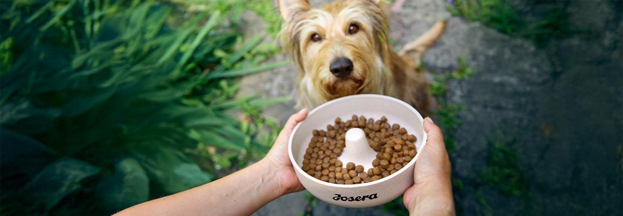 Futterumstellung bei Deinem Hund? So machst Du es richtig