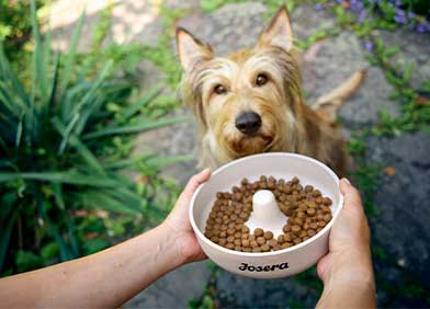 Futterumstellung bei Deinem Hund?  So machst Du es richtig