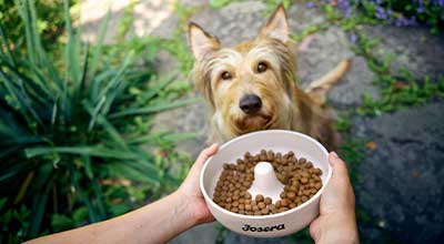 Futterumstellung bei Deinem Hund? So machst Du es richtig