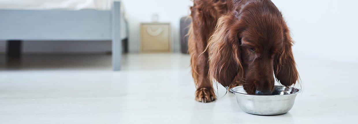 Die richtige Futtermenge für Deinen Hund