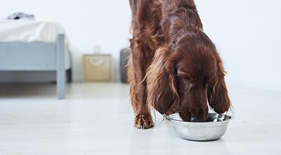 Die richtige Futtermenge für Ihren Hund