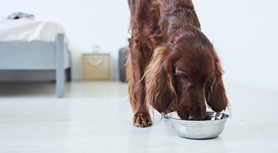 Die richtige Futtermenge für Deinen Hund