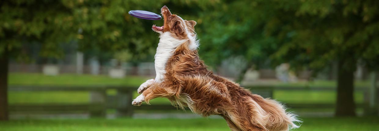Gelenkprobleme beim Hund: Mögliche Ursachen und Supplementierung 