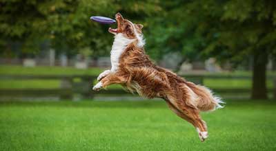 Gelenkprobleme beim Hund: Mögliche Ursachen und Supplementierung 